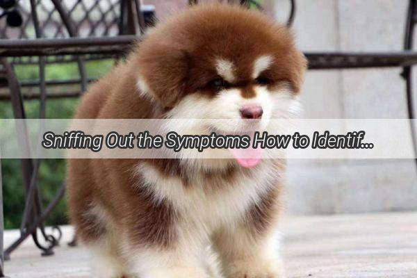 Sniffing Out the Symptoms How to Identify and Address Your Dogs Coughing in Their Den